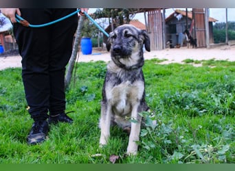 Rico  - Mix Schnauzer / Schäferhund, lieb und verträglich