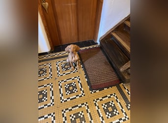 Magyar Vizsla Welpen in Erwartung