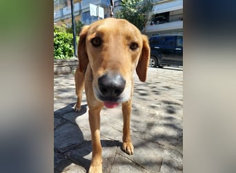 Eddie,geb.05/23,hübscher Bracken Mix Junge sucht seine Familie