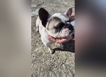 Sultan, unser Knutschgesicht