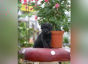 Riesenschnauzer schwarz Mrs. Gelb & Mr. Weiß
