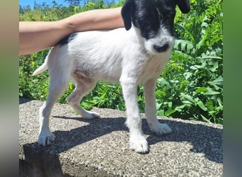 Lana, Mischling