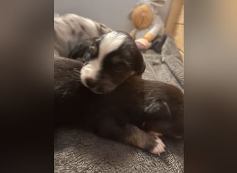 Mini Australien Shepherd Welpen suchen Traumzuhause