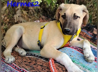 Hermes2 geb. 03/2025 (GRC) - ruhiger und lieber Welpe!