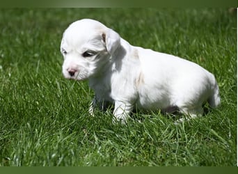 traumhaft hübscher Tibet Terrier Welpen aus erfahrender Zucht  sind geboren dürfen im Juni ausziehen