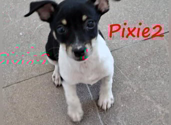 Pixie2 geb. 04/2025 (GRC) - freundliche, goldige kleine Welpin!