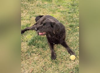 BEPO❤️ verschmuster, kluger Labbi-Senior sucht dringend seine neue Familie