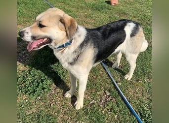 Daisy Anfängerhund - einfach traumhaft