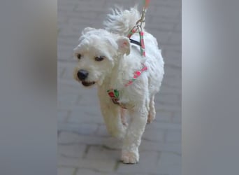 MARVIN, Malteser Mix