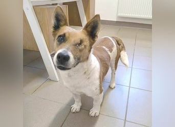liebenswertes Einauge SZISZI - 7 Jahre, 35cm - Jack Russell-Mix