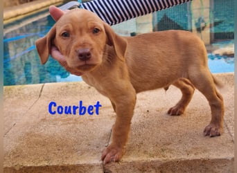 Courbet 11/2022 (ESP) - verspielter, hübscher Jagdhund-Mix Junghund!