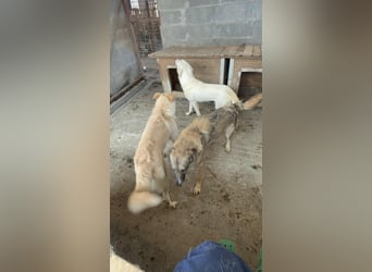 Soraya, 3 Jahre,  zweite Chance gesucht