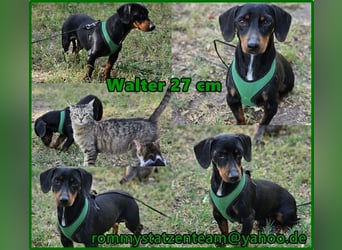 Walter - ein aufgeweckter, kleiner Kerl