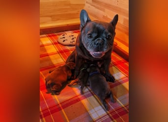 Französische Bulldogge Welpen in Leuna