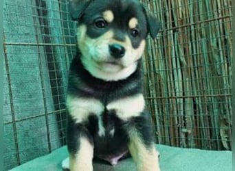 Welpe Kaju: neu im Tierheim
