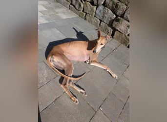 ANNI ❤️ lustige Galga, Pflgefamilie Bischberg