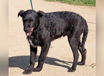 Feri, hat das Zeug für einen tollen Familienhund