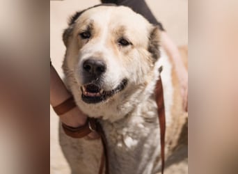 Jack ❤️ sichere Heimat gesucht!