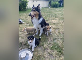 Lang- und Kurzhaar- Collie- Welpen