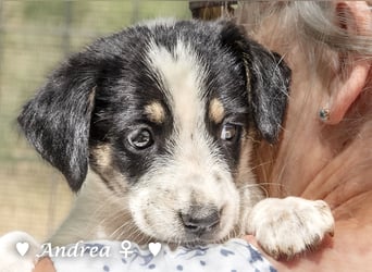 Ada, Andrea, Annie, Anton, Albert und Argos  suchen ab Mitte November ein Zuhause