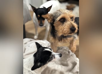 Terry, sucht seine Familie