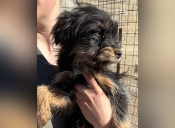 Yorki-Mix ♥Miruna♥ möchte so gerne ihre Familie finden