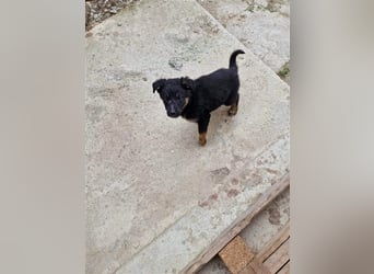 Otto sucht ein liebevolles Zuhause
