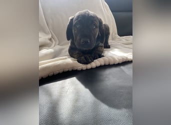 Wunderschöne Cane Corso Mix Welpen zu verkaufen in Formentino und gestromt