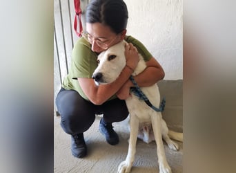 Dado – eine Familienhundehoffnung -