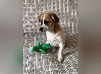 Lustige INZIR sucht eine liebevolle Familie