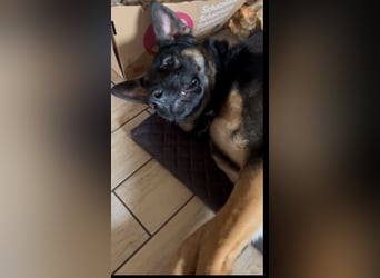 Lieber Schäferhund Rüde