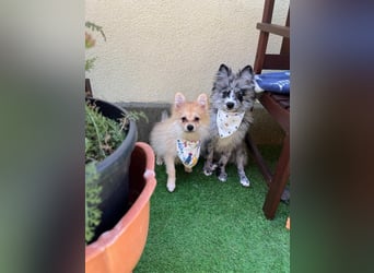 Scotty SR - quirliger Mini-Spitz sucht aktives Zuhause mit Herz