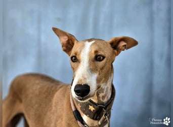 Elu ist aktiv, verschmust, fröhlich (Galgo Podenco Mix)