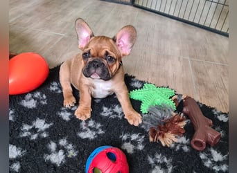 Französische Bulldoggen Welpen mit Ahnentafel Abgabe bereit