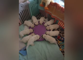 Babyalarm von weißen Engeln