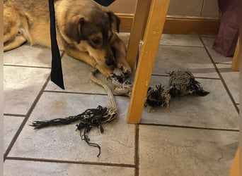 Liebevolles Zuhause für Zhuzhik gesucht