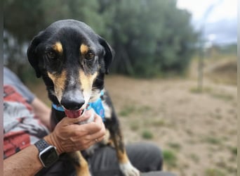 Nando: kleiner Anfängerhund