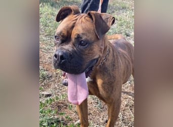 Boxermädel Ersi sucht ein aktives Zuhause.