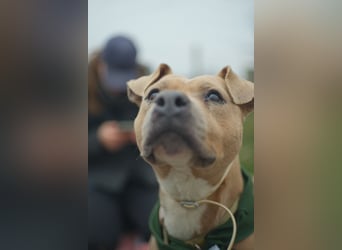 Zelma, treue Begleiterin sucht ihre Menschen