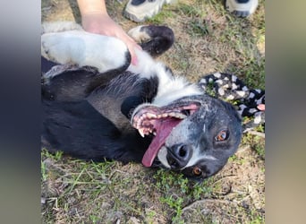 Lun seit 4 Jahren in Tierheim