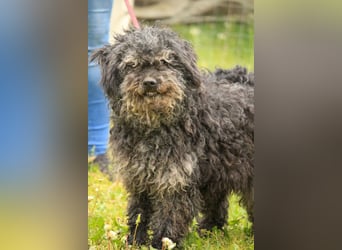 Bogáncs LM – Traumhund auf vier Pfoten sucht Herzensmenschen