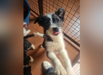 Neugieriger EDISON ist verspielt und liebt kuscheln