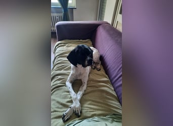 Sangria  - Pointer, lieb und verträglich, auch mit Katzen