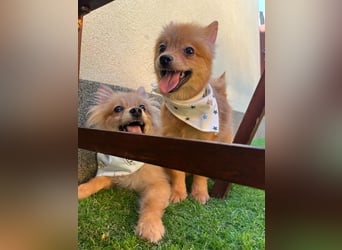 Charlie SR - Kuschelspitz mit großem Nachholbedarf