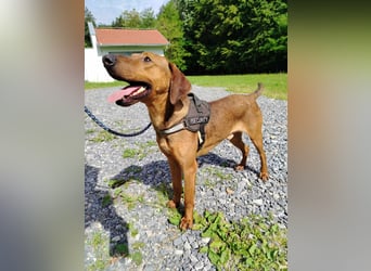 hübscher Bracken Mischling Leon sucht eine Familie