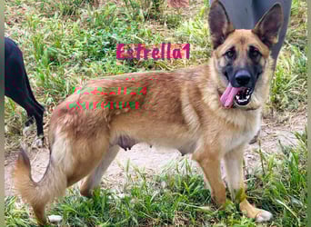 Estrella1 05/2021 (in Deutschland) - sportliche, hübsche Deutsche Schäferhund Mix Hündin!