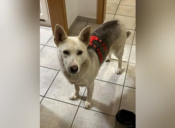 Zuhause für Karla gesucht