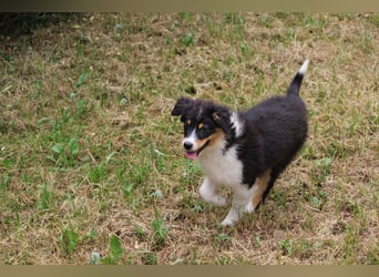 Australian Shepherd ASCA Welpen