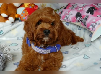 Wunderschöne Cavapoo Welpen F1 (Toypudel/Zwergpudel + Cavalier King Charles Spaniel) mit Ahnentafel
