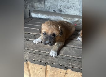 Labrador x Rhodesien Ridgeback Mix